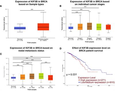 Silencing of KIF3B Suppresses Breast Cancer Progression by Regulating EMT and Wnt/β-Catenin Signaling